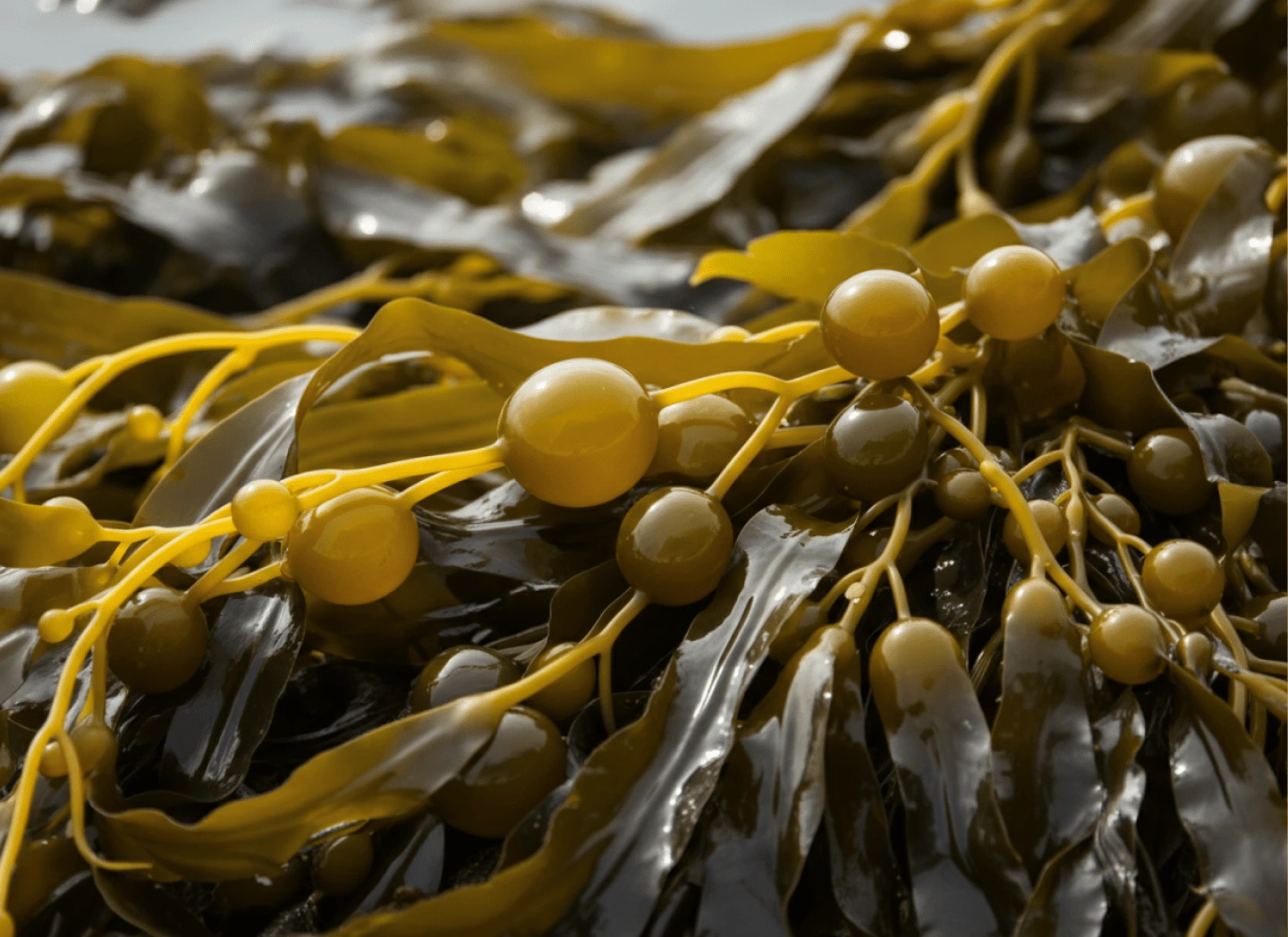 Kelp Powder